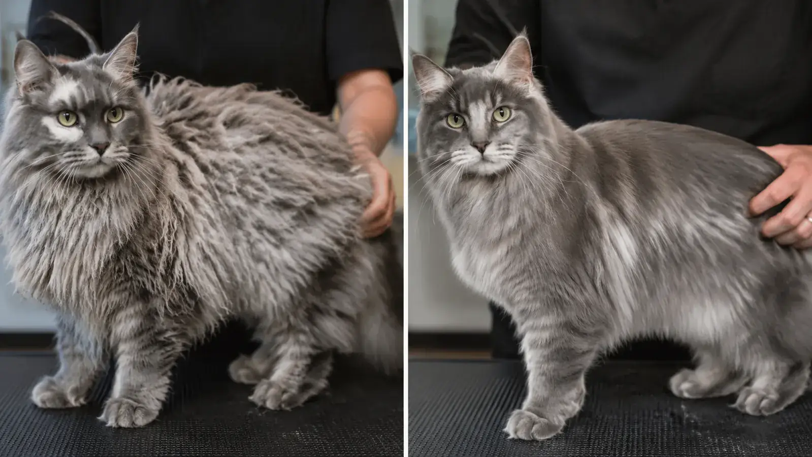 Cat sitting calmly on a grooming mat after a brushing session, coat looking smooth and shed-free