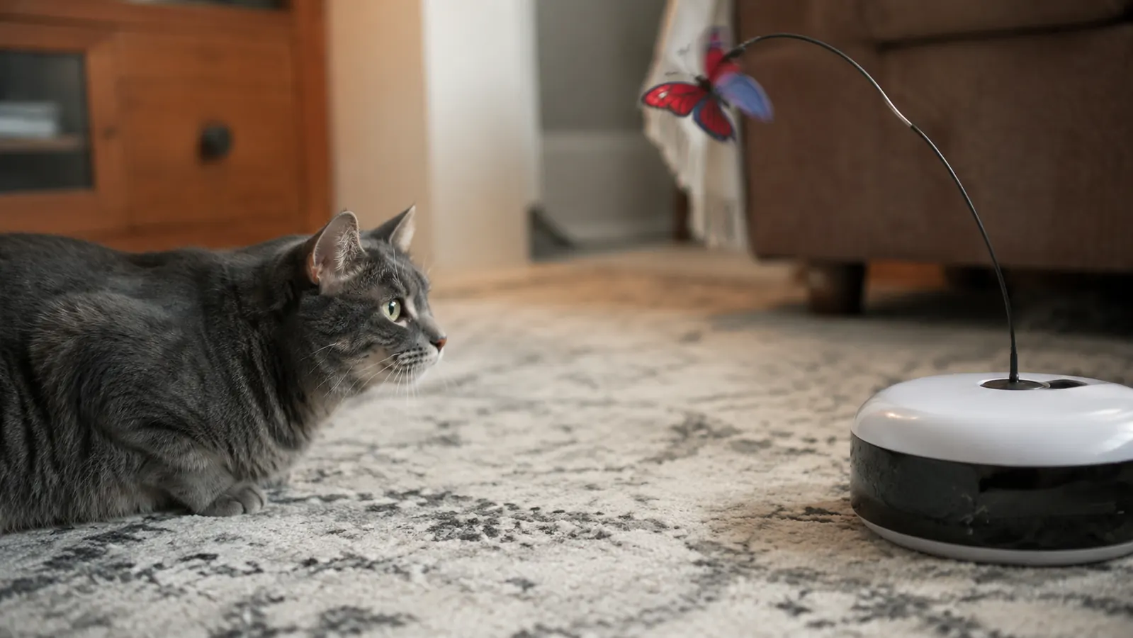 Tabby cat crouching low and staring intently at a white interactive toy on a wood floor, tail twitching